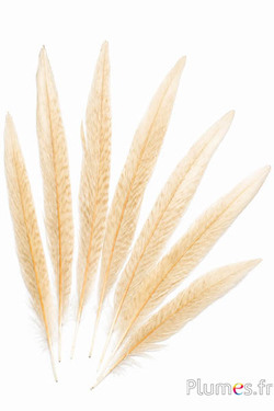 Goldfasan - 14-18 cm - creme